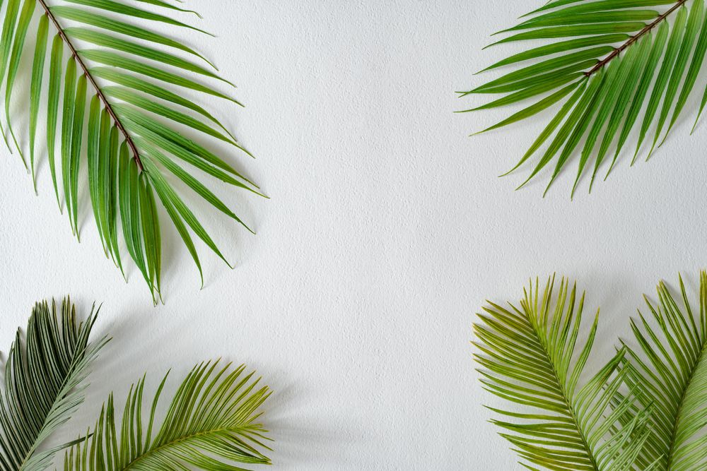 Tropical palm leaves on light  background