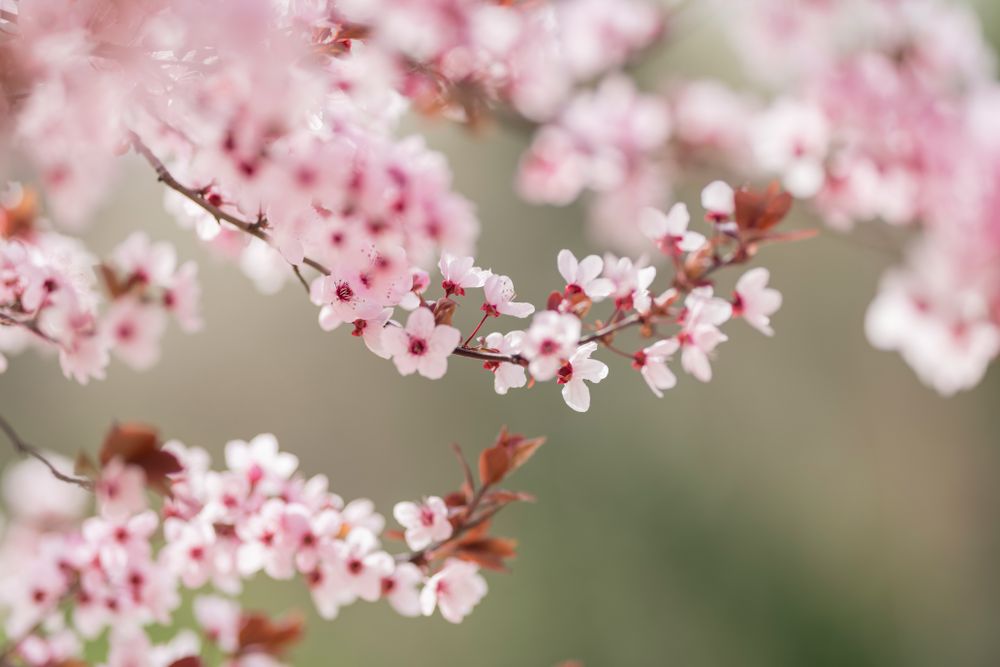 Blooming cherry tree branch in countryside