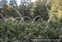 Large Outdoor Marijuana Growing Operation - Free Photo (4d9WAb) - Noun ...