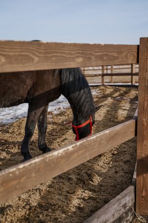 Brown horse in snaffle behind wooden fence