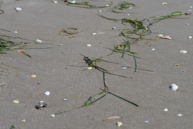 Close up of small shells in wet sand on beach with seaweed