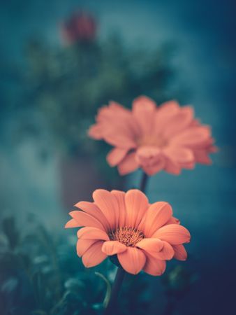 Pretty flower growing in garden
