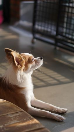 A side profile of a long-haired Chihuahua basking in the sunlight indoors