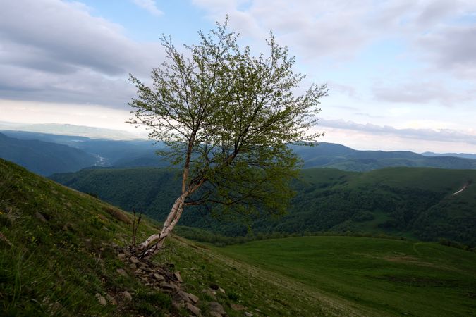 Solitary tree on hillside with mountains in distance.