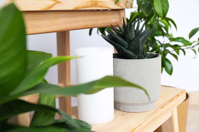 Cozy hobby - growing indoor plants at home