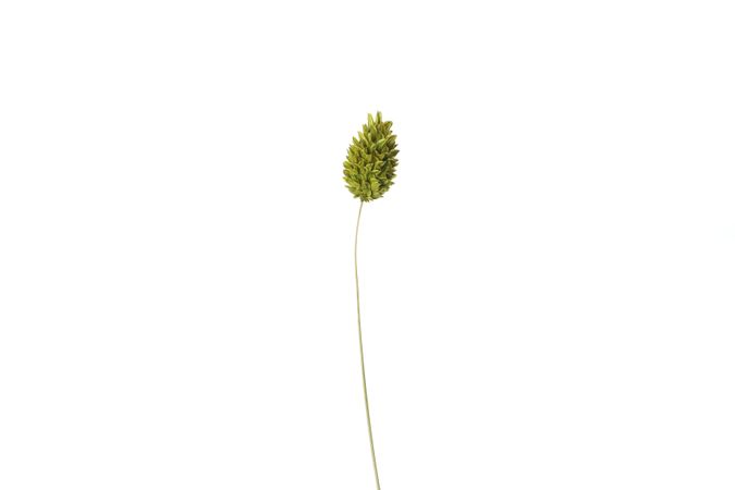 Single dried flower in blank studio shoot
