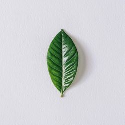Minimal nature layout with green leaf and textured paper background