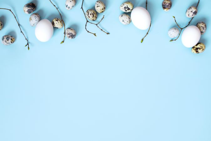 Quail and chicken eggs with twigs on baby blue background, with copy space