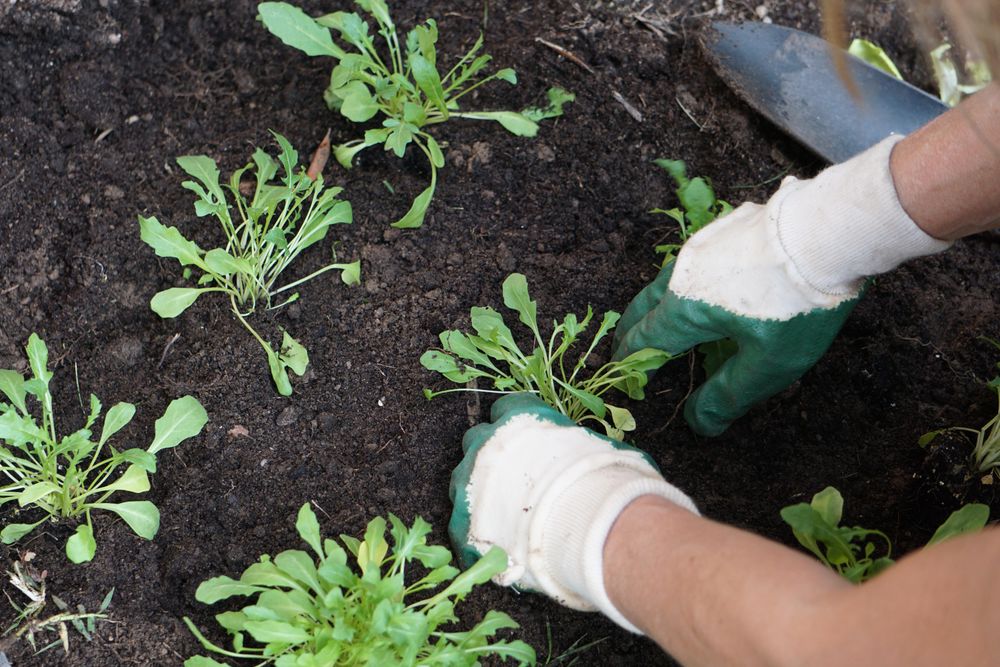 Person gardening at home