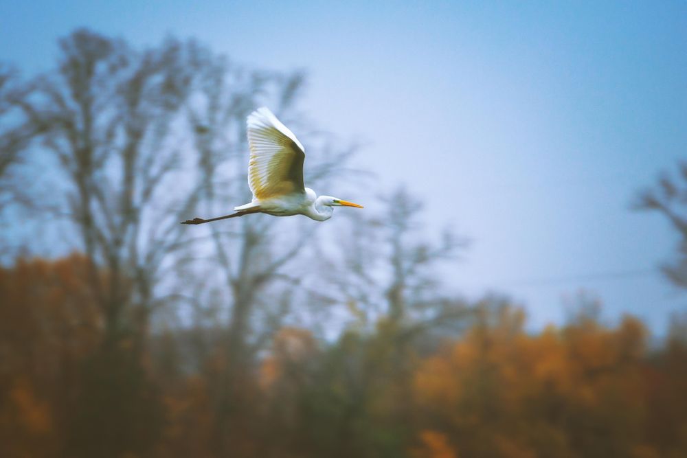 Great egret flying