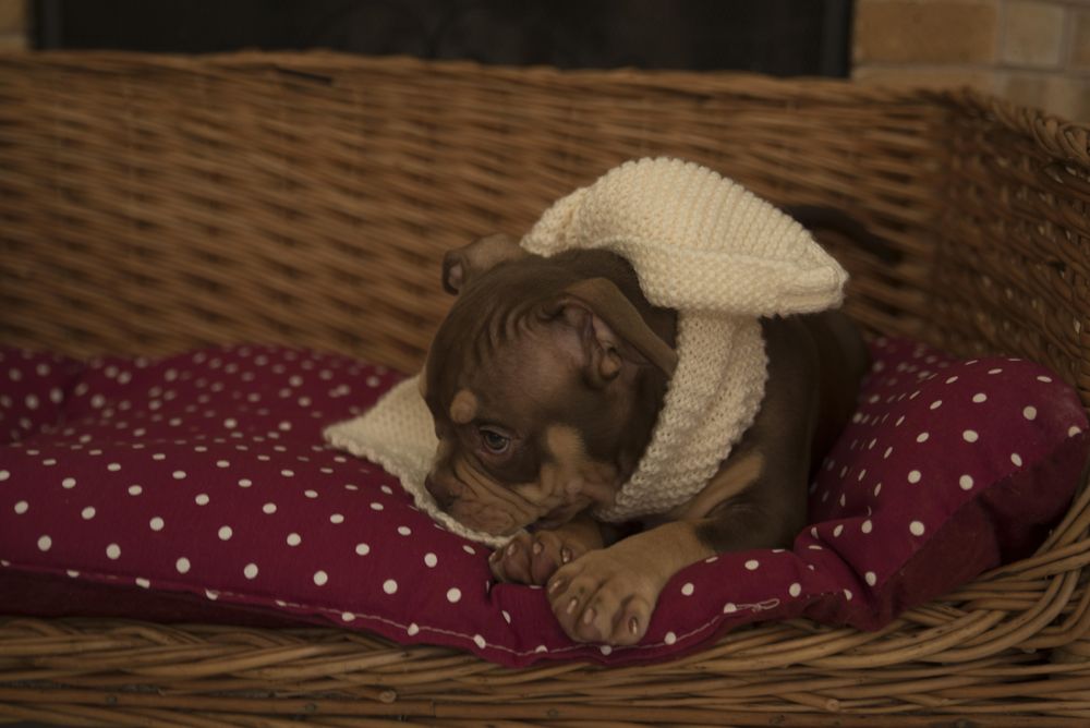Brown chihuahua on polka dot blanket