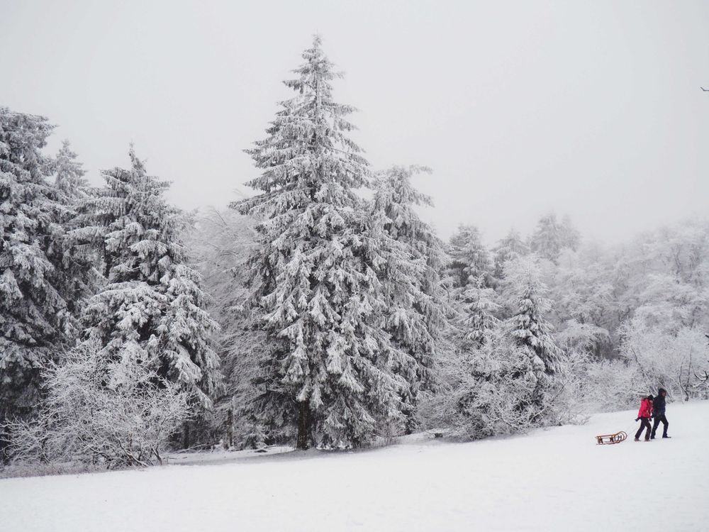 Two people walking near snow covered trees  with sledge