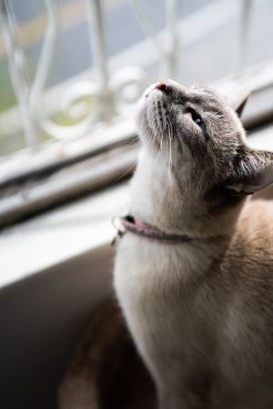 Cat with tan fur stretching toward window