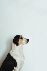 Calm spotted dog sitting and looking up