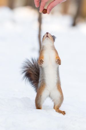 Person giving squirrel a nut