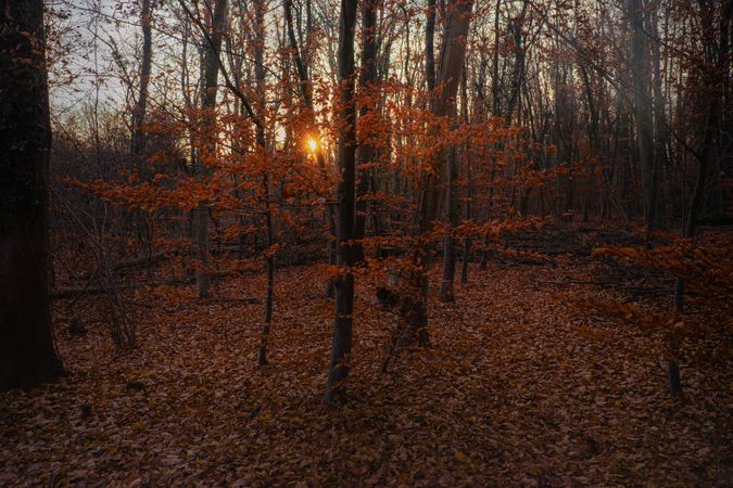 Fall sunset in a French forest