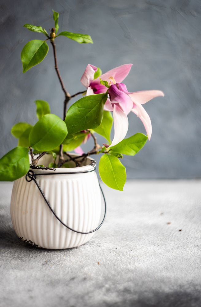 Vase of magnolia flowers