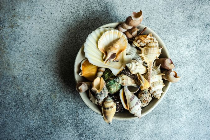 Ceramic bowl full of sea shells, top view