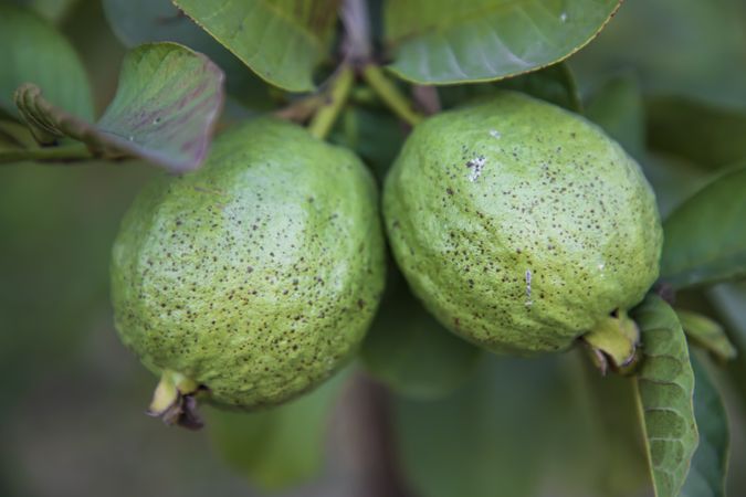 Guava fruit on tree in the garden,  Bangladesh. (Kaffir lime)