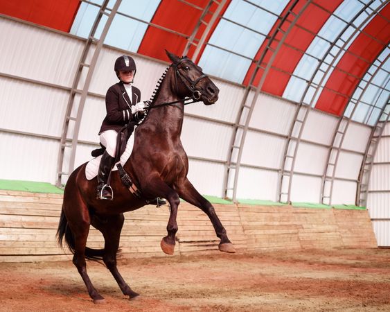 Horse trotting in arena with horseback rider, with copy space