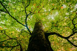 Vibrant foliage of seasonal forest with big tree in bright beams of sunlight