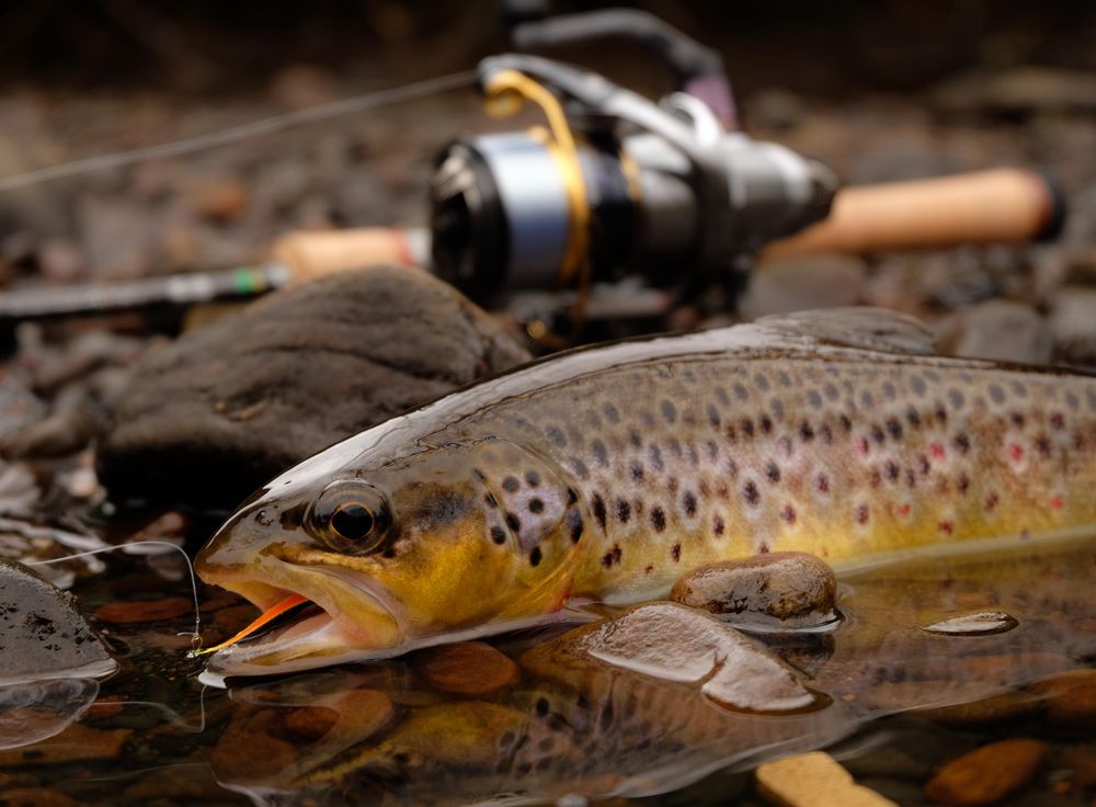 Trout fish and a fishing reel on rocks in river