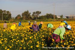 Farmers harvesting in yellow flower field 4OXG7b