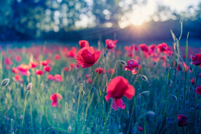 Sun coming down over a field of poppies