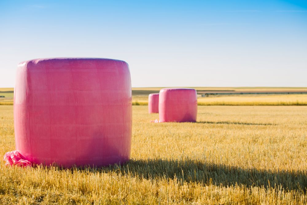 Bales wrapped with pink plastic