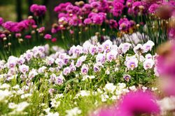 Flowerbed with various flowers in park