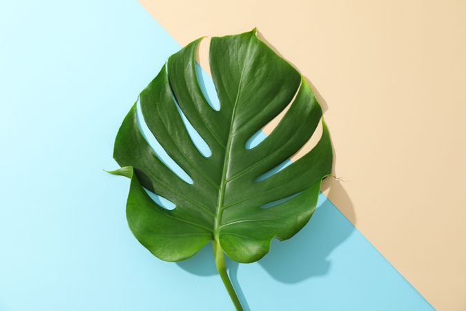 Green monstera on two tone background, space for text
