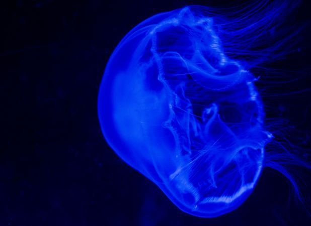 Blue illustration of jellyfish