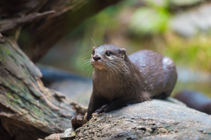 North American river otter on gray rock