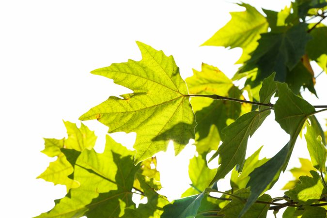 Beautiful maple leaves against sky in bright sunny morning