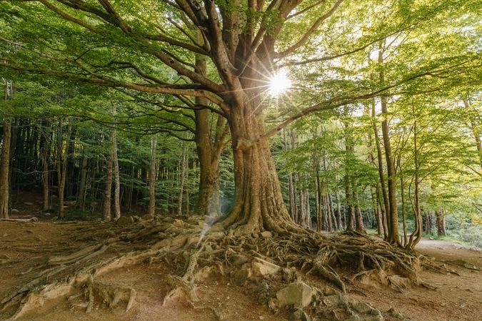Tree in the middle of the forest