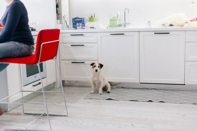 Dog in bright kitchen