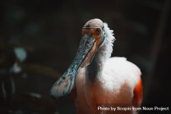 Pelican bird in close up 5n3Ol4