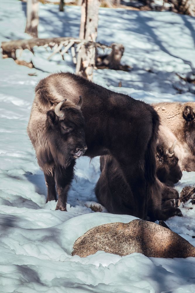 Buffaloes pasturing between trees and snow