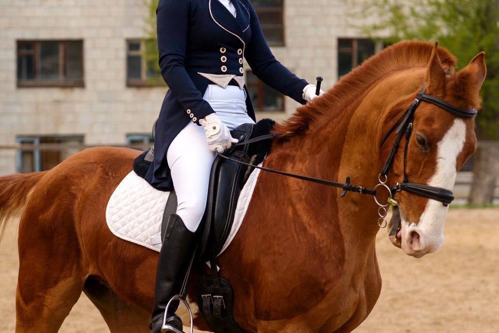 Detailed side view of dressage rider on horse