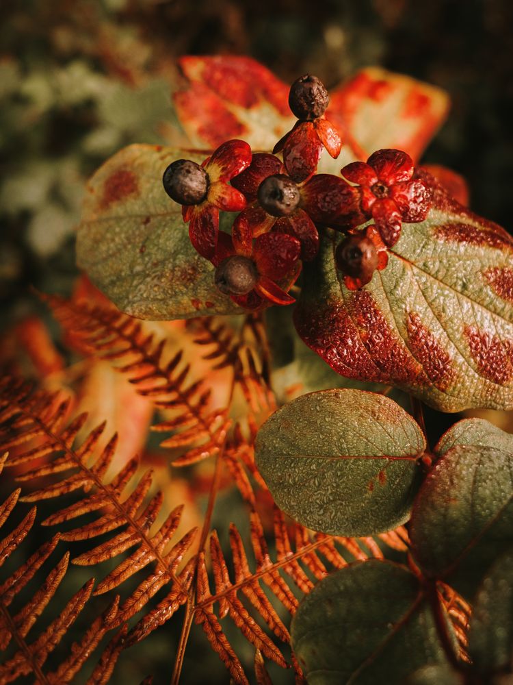 Wild poisonous ripe belladonna berries beside orange fern leaf