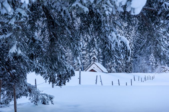 Winter scenery with snow-covered fir tree branches in the Bavarian Alps, Germany