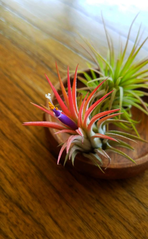Air plants on wood table