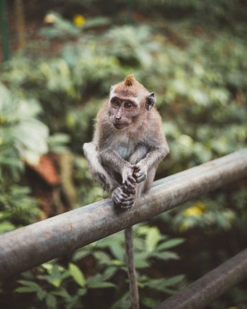 Cute monkey on fence in tropical woods