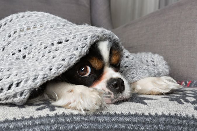 Cavalier Spaniel peaking out under a blanket