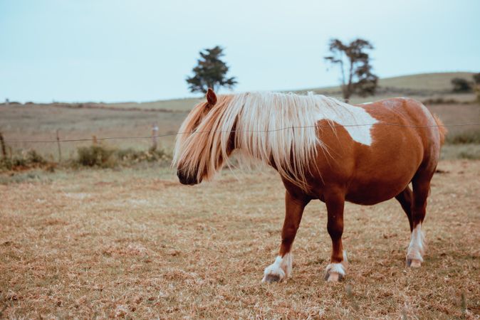 Horse grazing in dry field