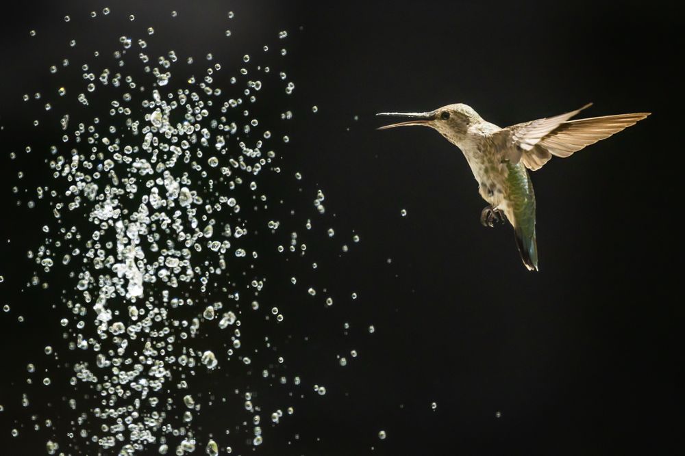 Hummingbird in Flight