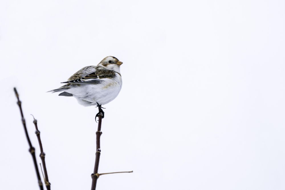 A snow bunting bird on top of a branch on a snowy day