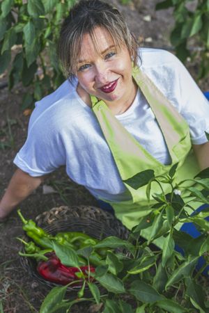 Gardener in apron harvesting vegetables from bushes in basket