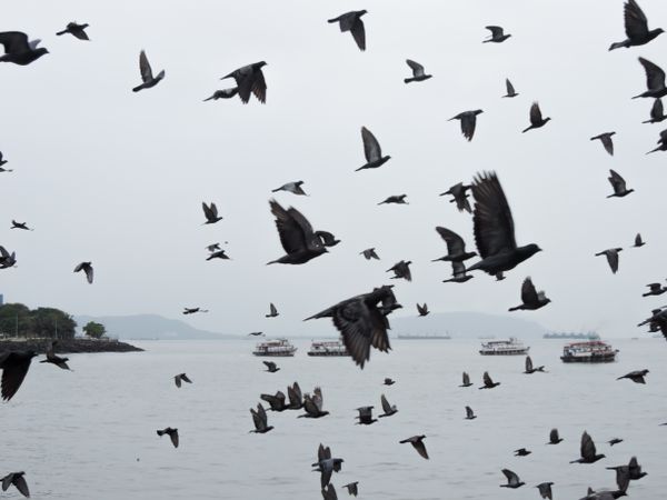 Grayscale photo of lock of dark birds flying over the sea