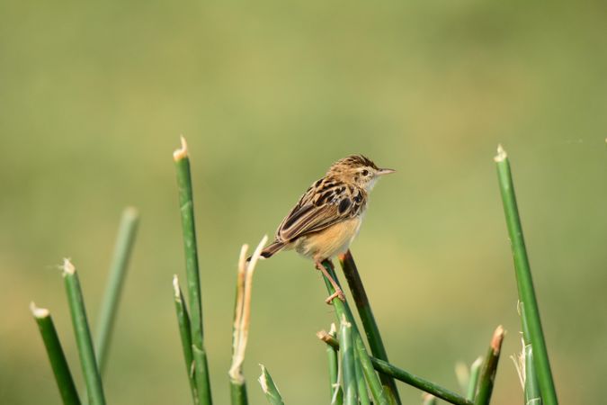 Savannah sparrow on green grass